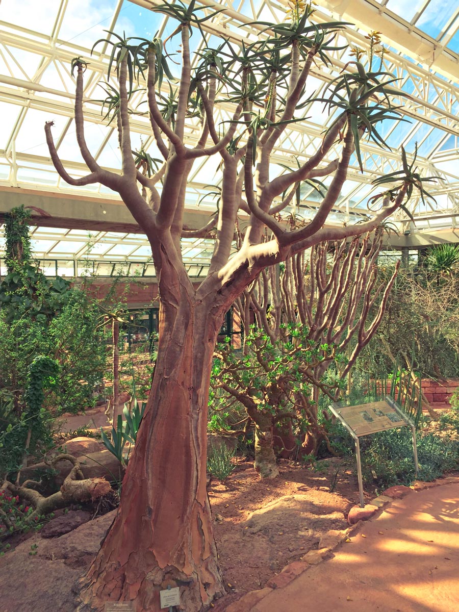 an arid tree species at the kirstenbosch conservatory