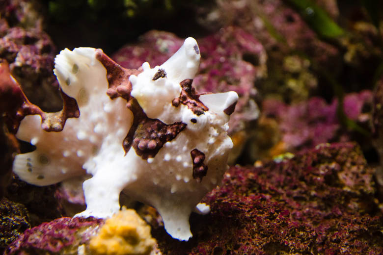 pink frogfish sitting on maroon colour reef spotted at a dive site in zanzibar