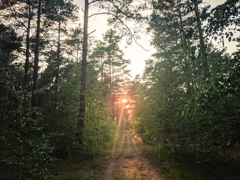 the sun setting in the distance with an orange glow amongst pine trees in the Dahme-Heideseen Nature Park outside Berlin