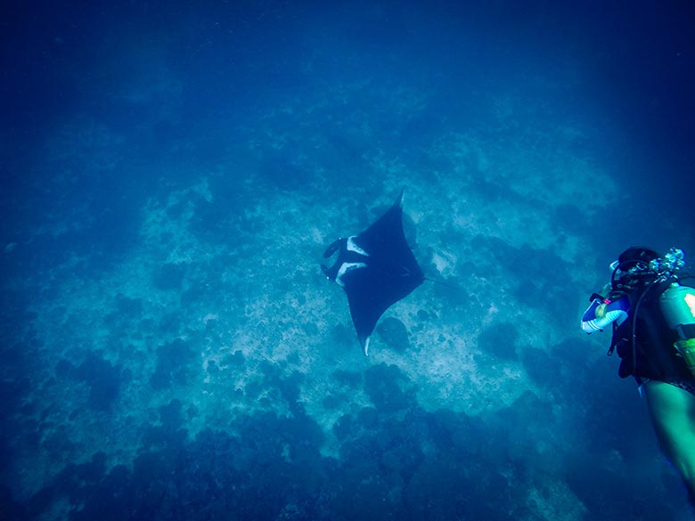 a scuba diving admiring a giant manta ray whilst on a liveaboard diving trip in thailand similan islands