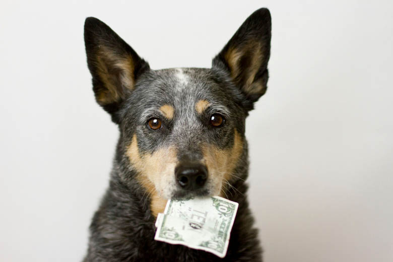a black rescue dog in germany holding money in its mouth