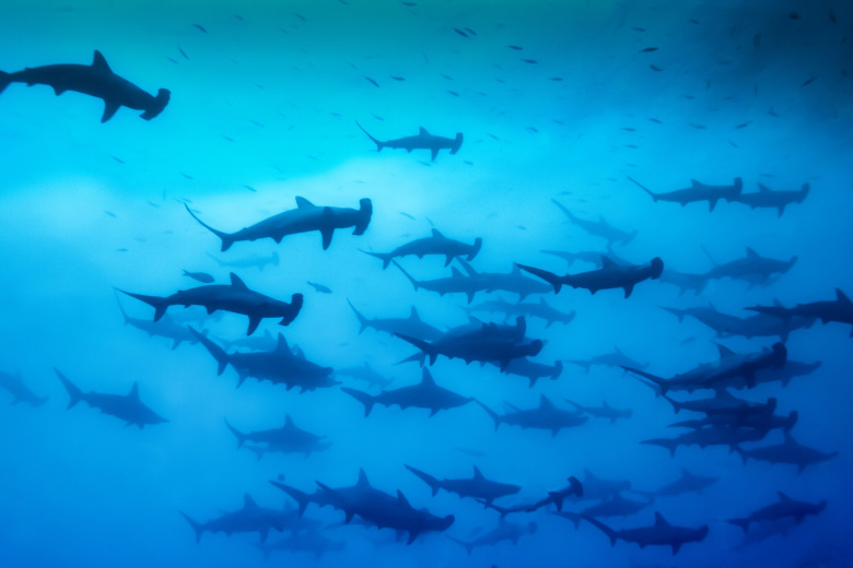a shiver of hammerhead Sharks swimming in the depths of the blue ocean in the Galapagos