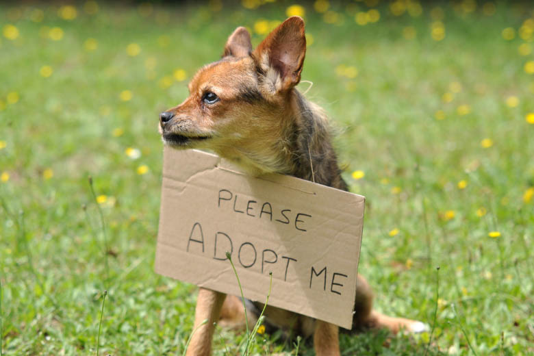 a brown rescue dog that is wearing a sign around its neck that says please adopt me