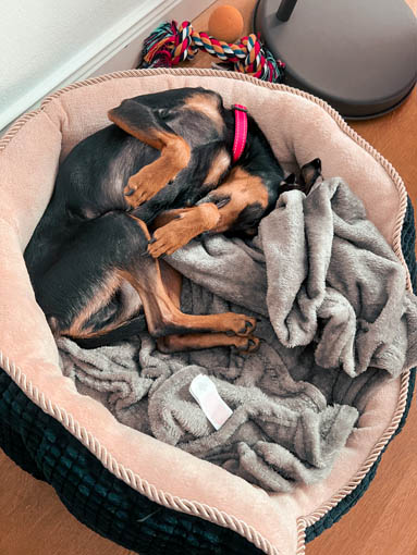 a black rescue dog sleeping in a dog bed with a grey blanket