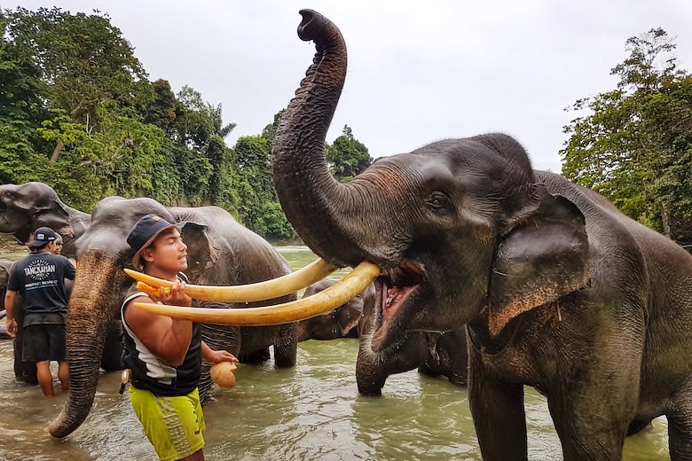 asian elephant with mahout at tangkahan elephant sanctuary in south east asia