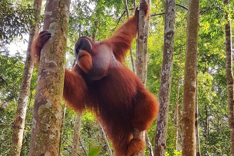 jungle trekking in indonesia and seeing orangutans in bukit lawang