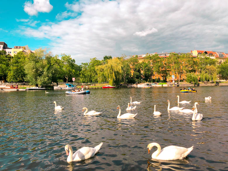 swan swimming in the landwehr canal in kreuzberg suburb of berlin