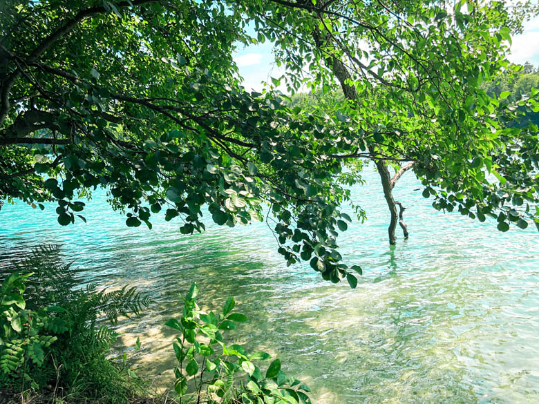 clear, glittering turquoise waters at liepnitzsee lake in berlin with a beech tree hanging over the surface