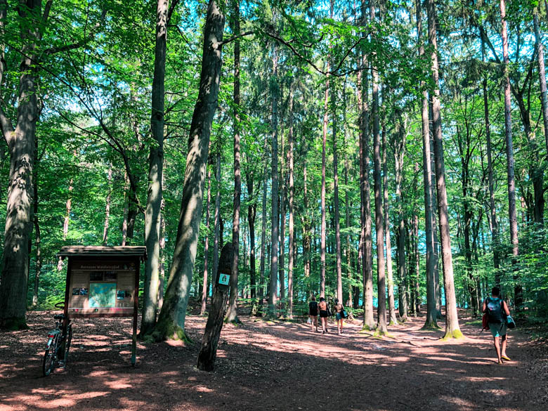 tall beech trees in the forest surrounding the best lake in berlin and brandenburg region in germany