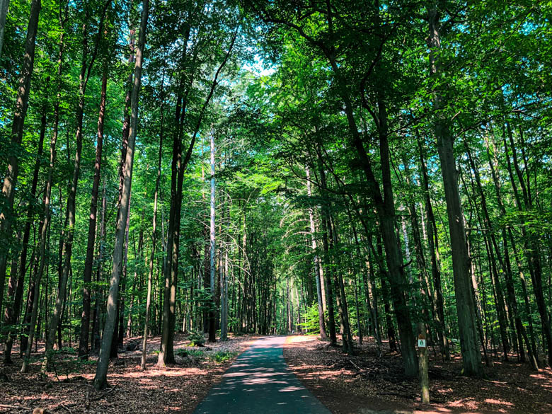 a bicycle path in the forest near wandlitz berlin brandenburg