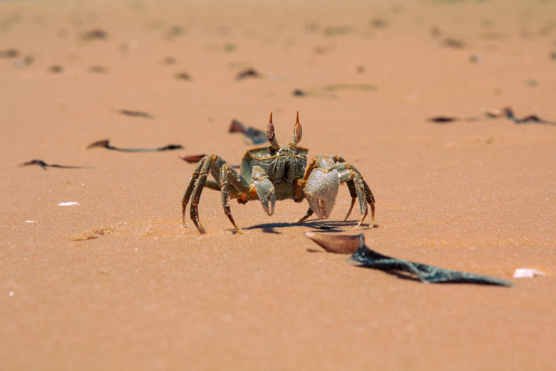 a fiddler crab captured running along golden brown sand on the beach in Vilanculos Mozambique