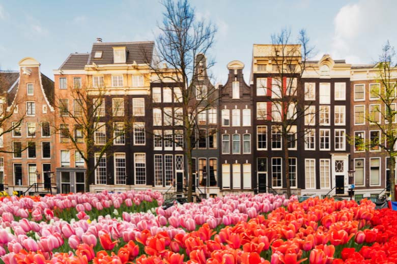 a field of yellow, pink and red tulips neatly arranged in front of a row of buildings in iconic Dutch-style architecture