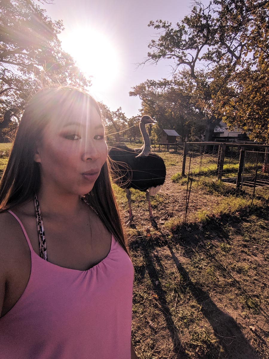 a solo female traveler taking a selfie with an ostrich whilst on a roadtrip itinerary in cape town south africa