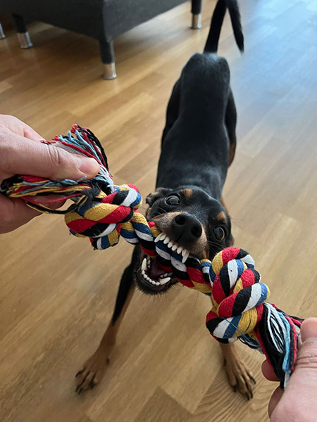 a playful dog tugging on a colorful rope toy with a person indoors