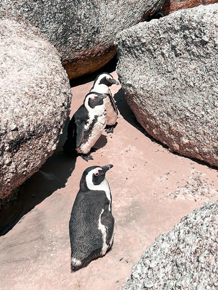 three black and white african penguins standing between rocks near boulder's beach