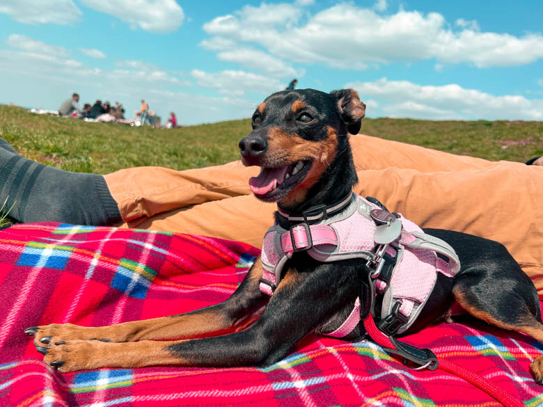 a miniature pincher mix dog sitting on a red picnic blanket who was adopted in germany
