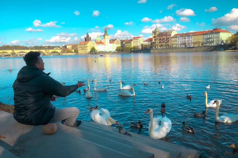 a man feeding swans and ducks at strelecky ostrov is one of the best secret prague attractions to do on a free walking tour in the city