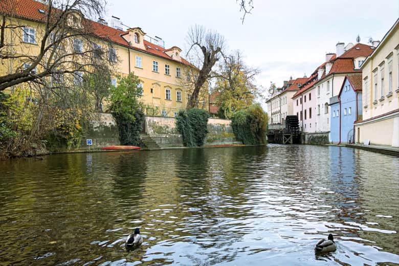 ducks swimming in the venice of prague is one of the best places to visit on a free prague walking tour