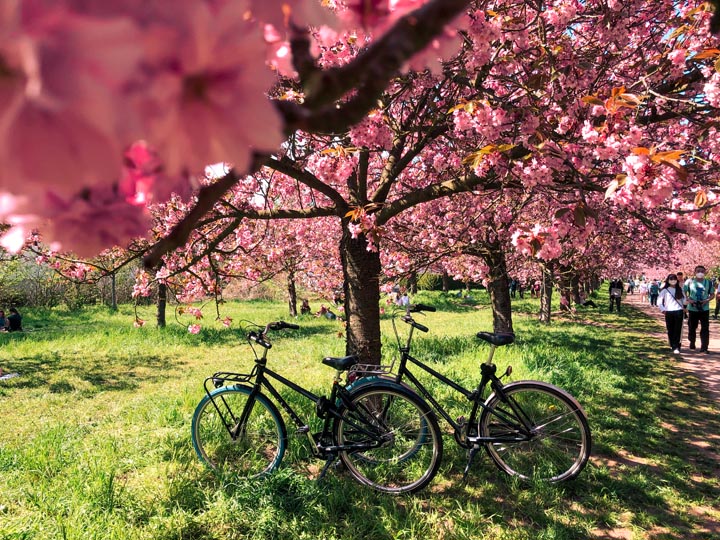 two bike rentals parked under pink cherry blossom trees