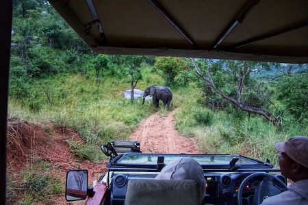 admiring an elephant from a safari car in south africa