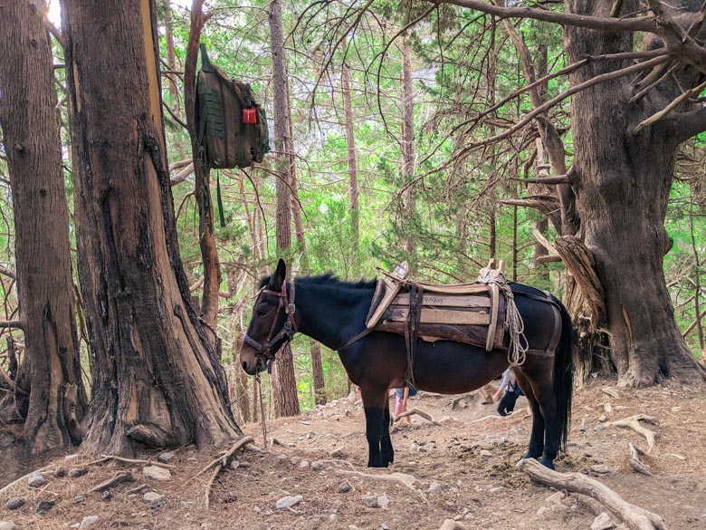 donkey or mules used to help hikers in the event of injuries or other emergencies