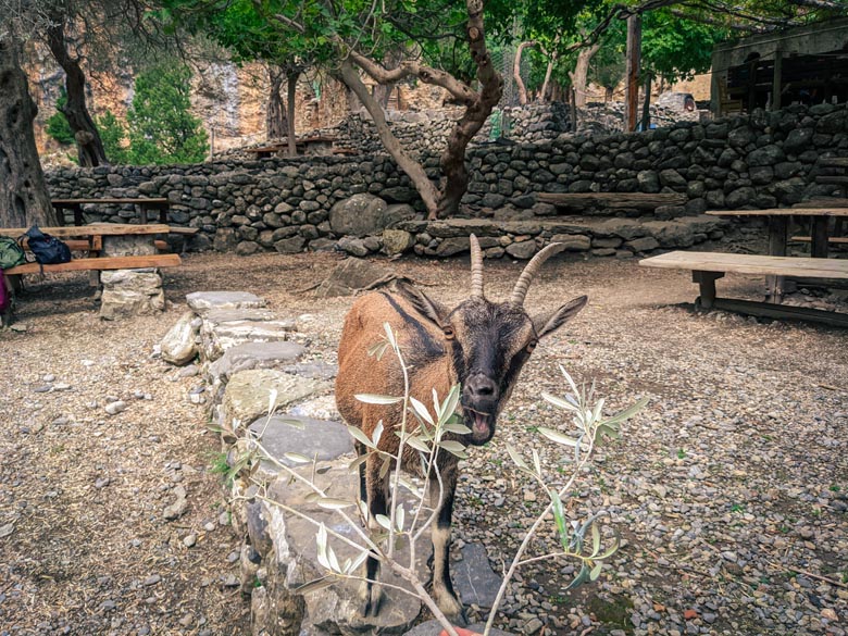 a young cretan mountain goat called kri-kri that is native to crete island in greece