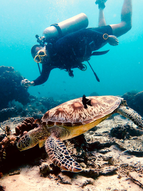 a man scuba diving while admiring a leatherback sea turtle