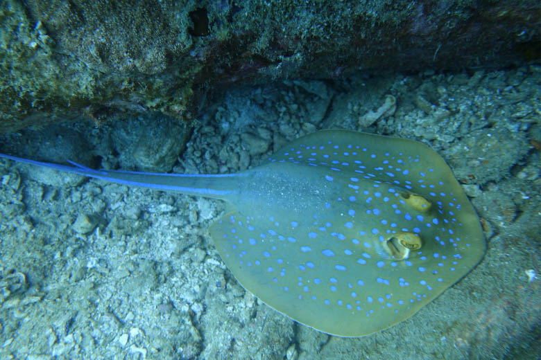 underwater photo of a blue spotted stingray on a diving vacation in zanzibar mnemba atoll