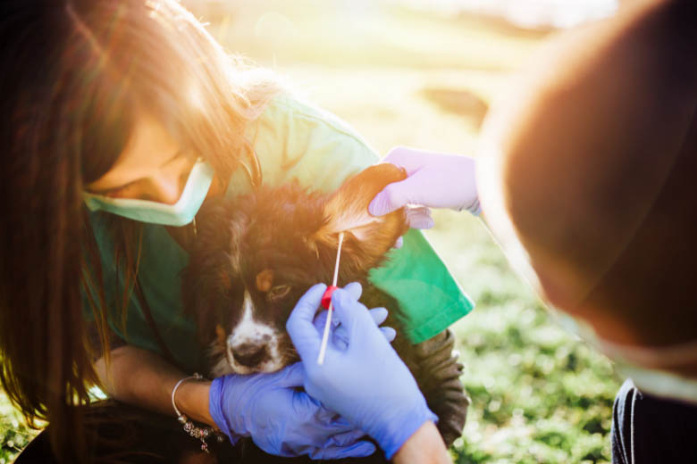 a registered animal rescue and dog adoption organisation doing a medical check on a dog that has just arrived in the shelter in berlin germany