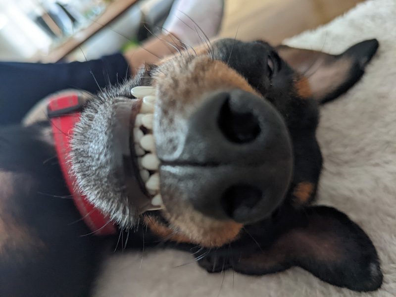 a dog fast asleep on the couch dreaming about his next big meal