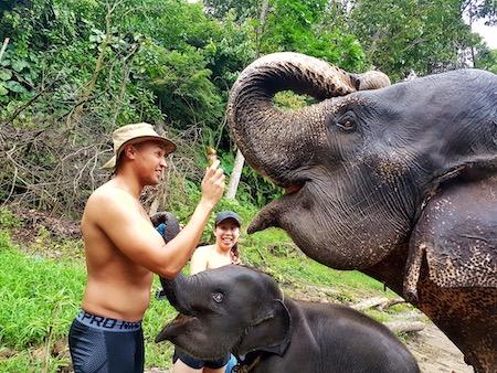 elephant feeding and washing in tangkahan indonesia