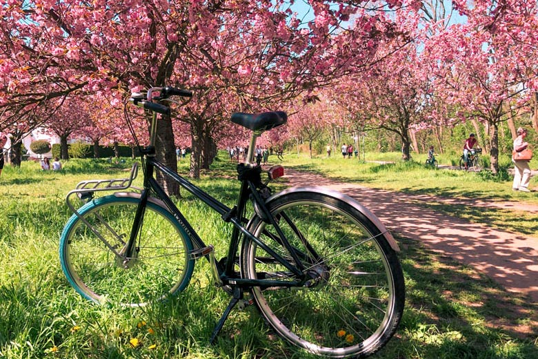 swapfiets bike sharing bicycle with blue tire in berlin with cherry blossoms in the background