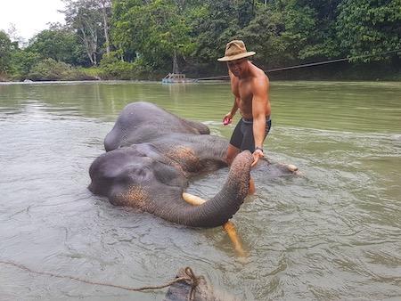 man washing an elephant in the rivers of north sumatra indonesia