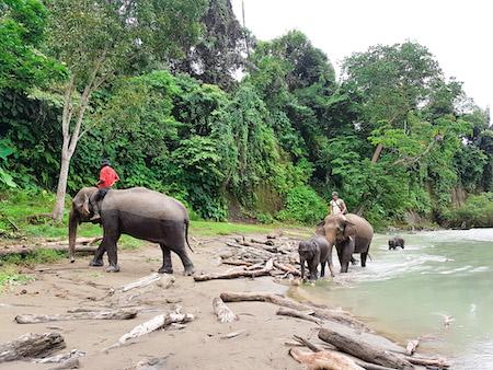 mahouts riding elephants and why it is bad