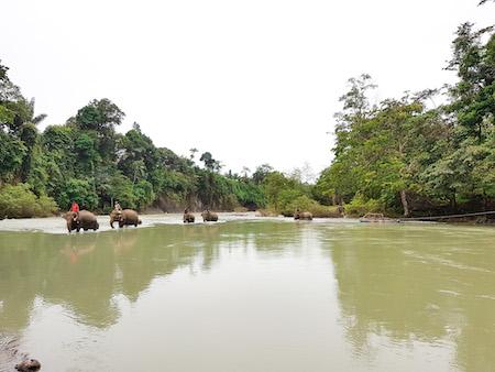 sumatran elephants crossing the river in tangkahan north sumatra indonesia