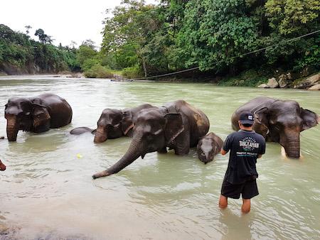 tangkahan the hidden paradise north sumatra