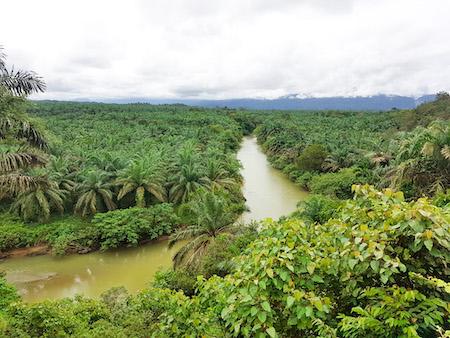 the rainforest and jungle of gunung leuser national park indonesia