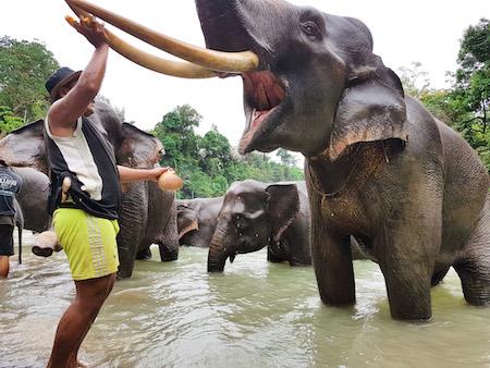 tangkahan elephant camp in sumatra with a mahout and his elephant 