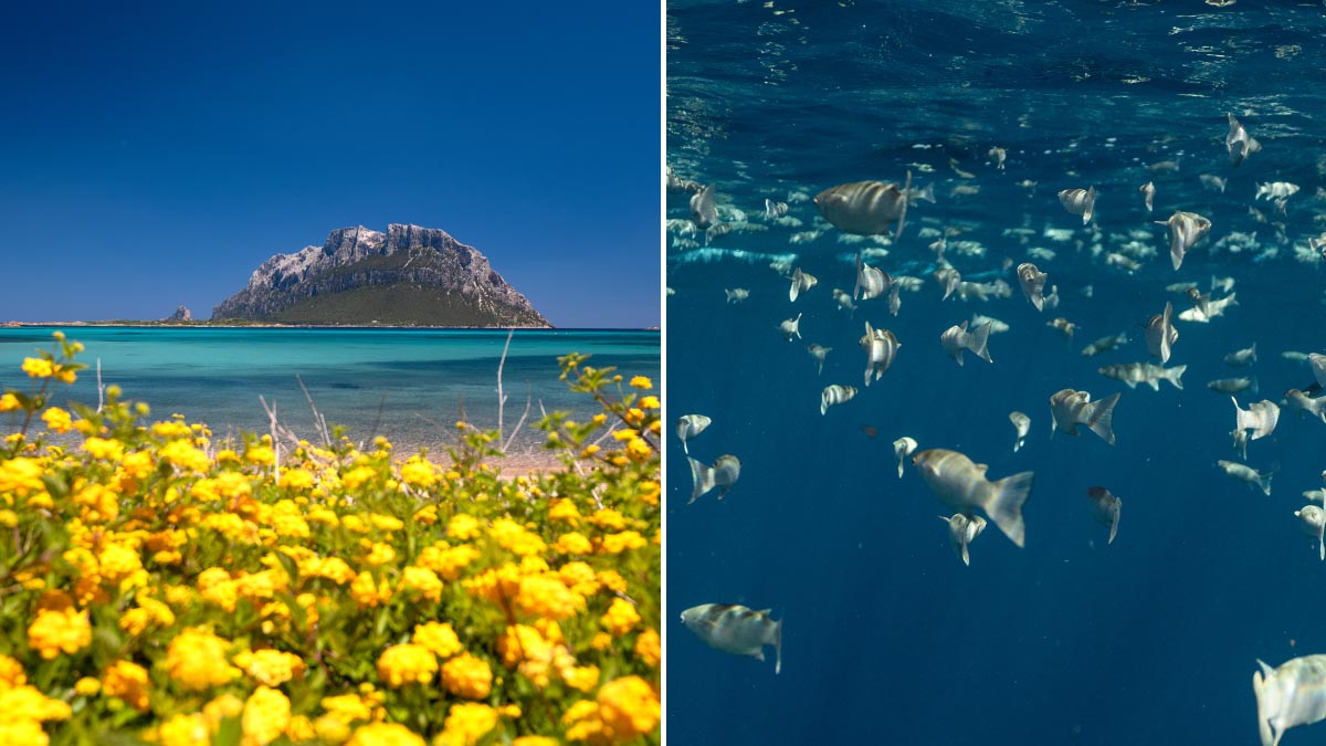a photo of tavolara island against a backdrop of yellow flowers and the turquoise blue see and small fishes swimming under the surface of the water