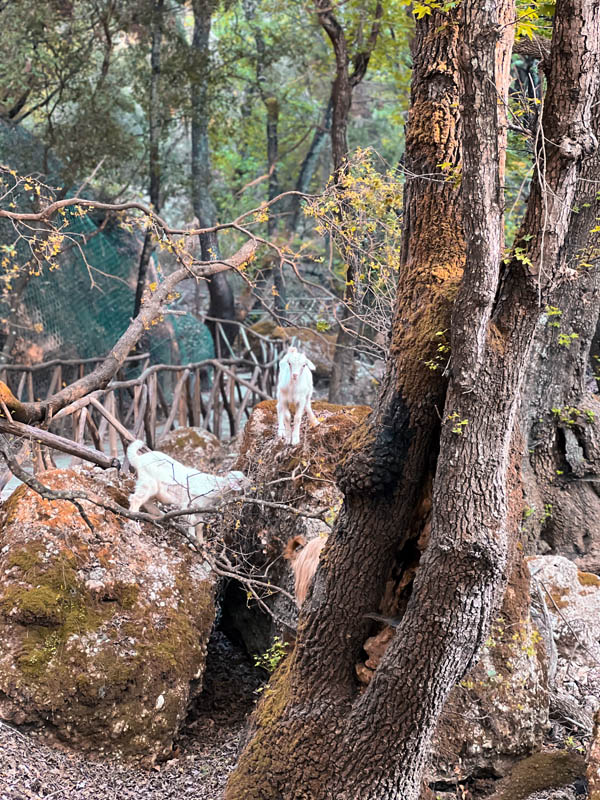 two white goats standing on rocks near a tree at butterfly valley