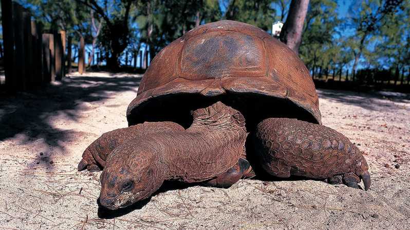 giant turtles on prison island is a top thing to do in tanzania