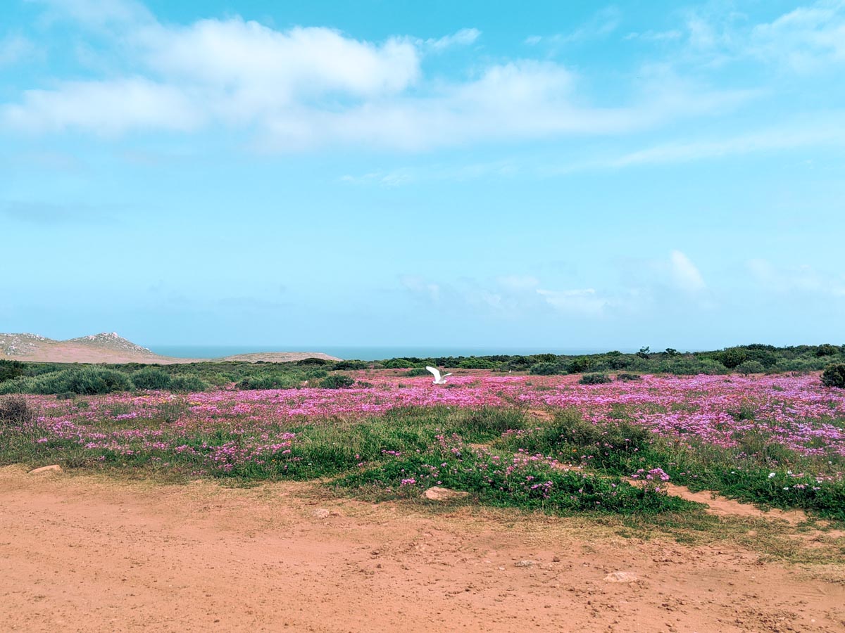 a white bird flying over pink and orange flowers in west coast national park near cape town south africa