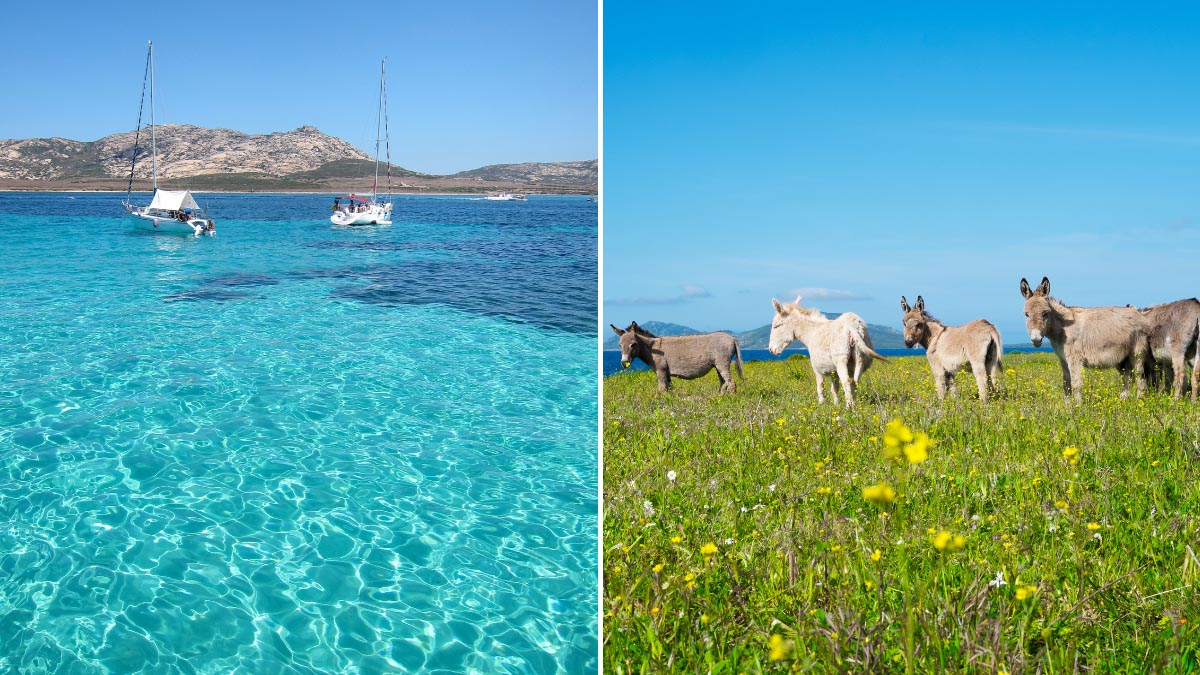 electric blue waters around asinara island and the local albino donkeys on green grass
