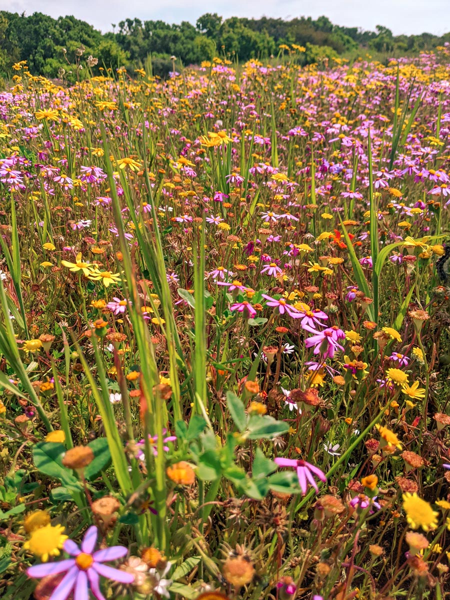 indigenous pink, yellow and orange flowers blooming in west coast national park near langebaan south africa