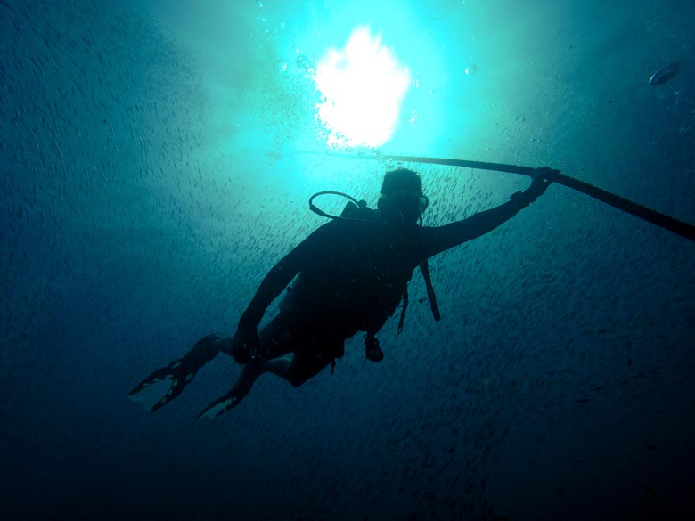 a man scuba diving whilst holding a line with a school of small fish surrounding him