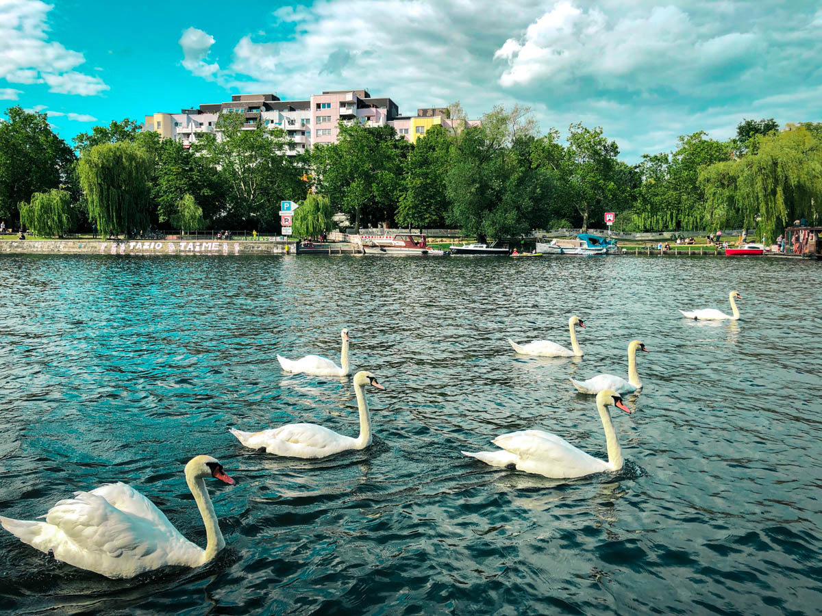 swans swimming on landwehrkanal in berlin and where you can buy gluhwein in the area