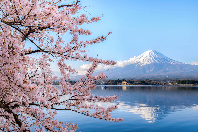 pink sakura in japan with mount fuji in the background against a blue sky