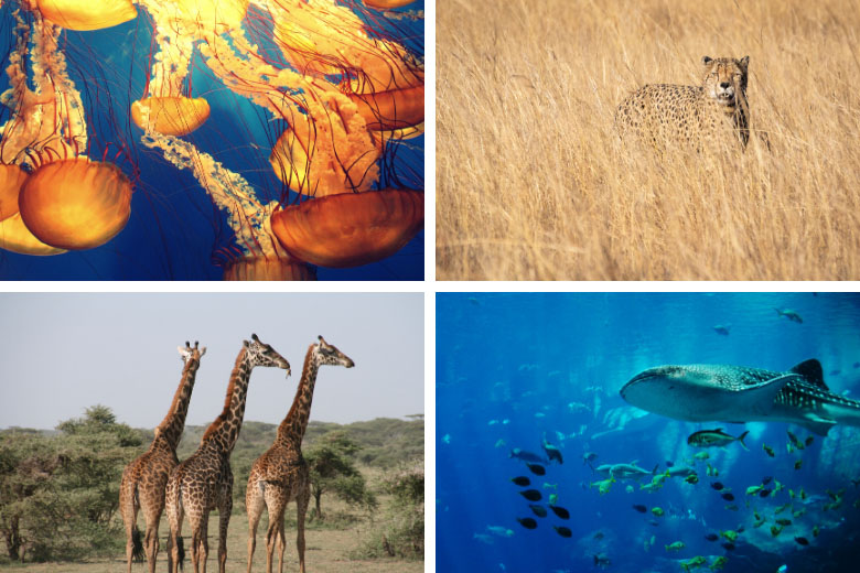 free live webcam feeds of wildlife and aquariums around the world