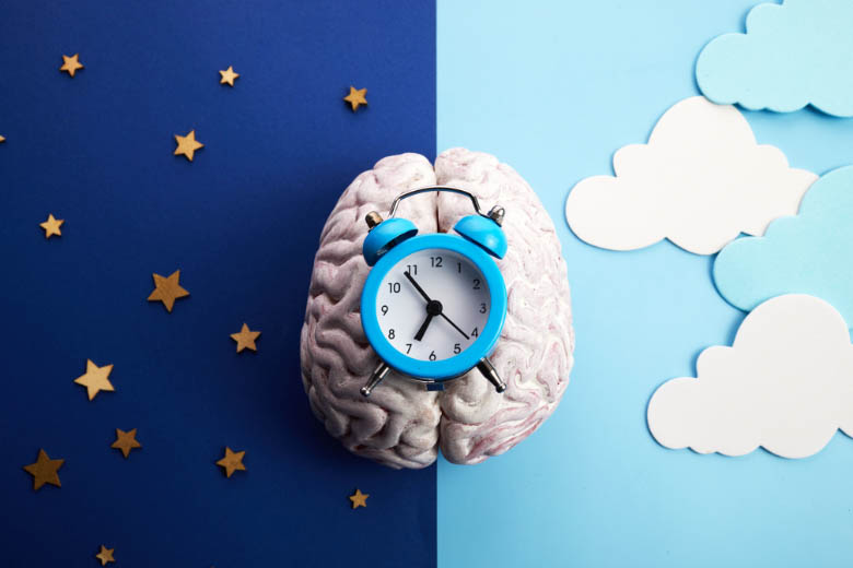 a model of a brain with an alarm clock on top and pictograms of day and night alongside it